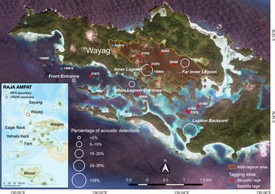 Residency and Use of an Important Nursery Habitat, Raja Ampat’s Wayag Lagoon, by Juvenile Reef Manta Rays (Mobula alfredi)